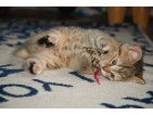 Zabawki dla kotów z kocimiętką – sklep internetowy Kocimiętka