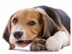 Przysmaki dentystyczne dla psów, pomagają oczyścić kamień na zębach i odświeżają oddech