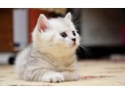 Przysmaki dla kotów: snacki i pasty – sklep internetowy