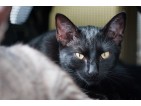 Sucha karma dla kota: zwykła i hipoalergiczna – sklep online